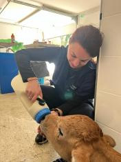 Erika donnant le biberon &agrave; un veau